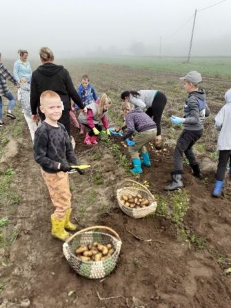 Święto Pieczonego Ziemniaka – wykopki w klasie 1a